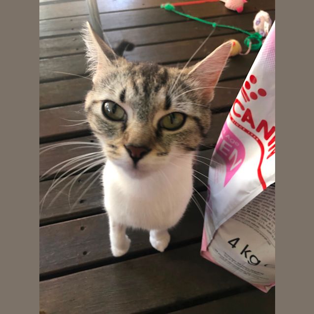 Photo of Goose