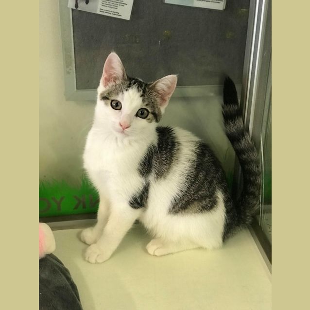 Photo of Charlie (Female)