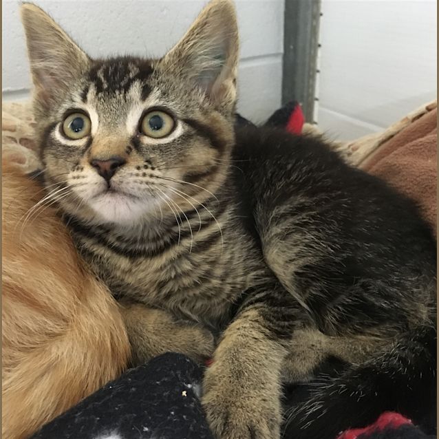 Photo of Scooter