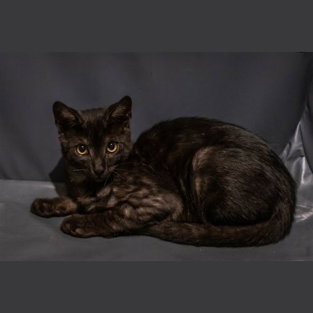 Photo of Ace
