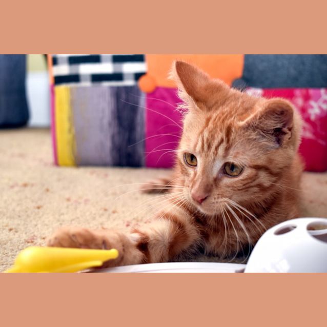 Photo of Ginge 
