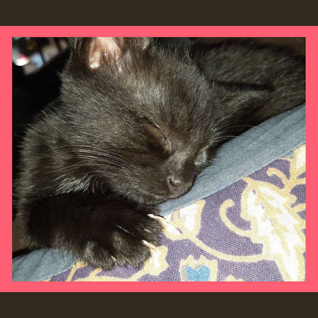 Photo of Lunar