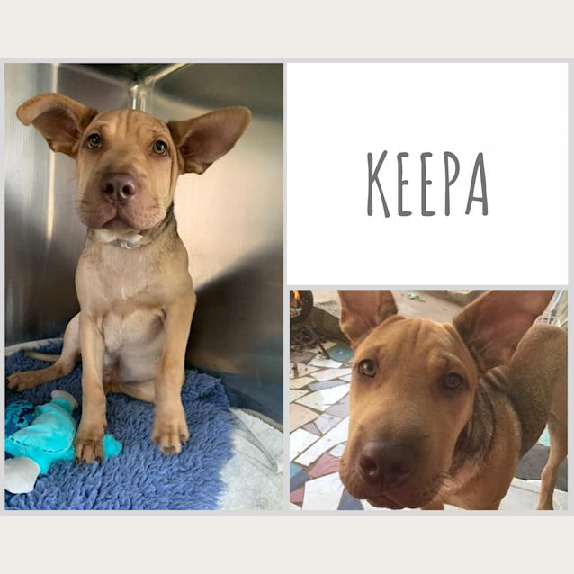 Photo of Keepa