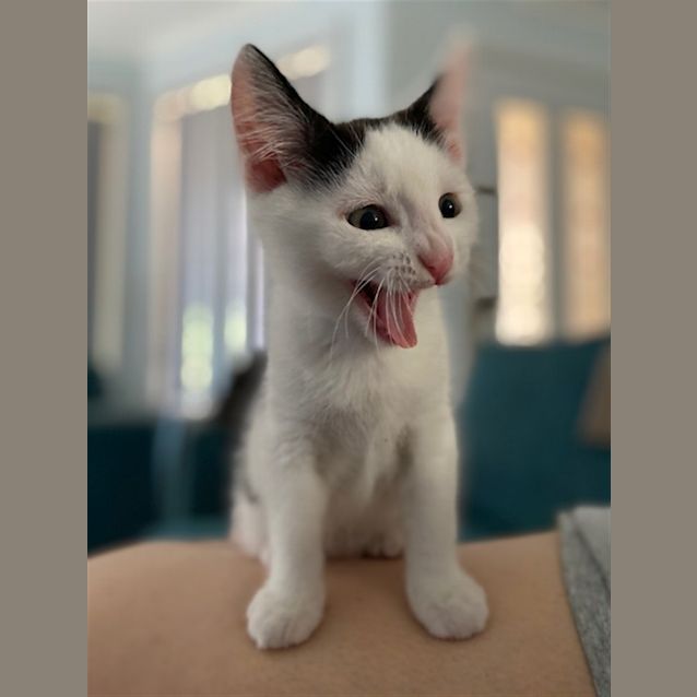 Photo of Obi