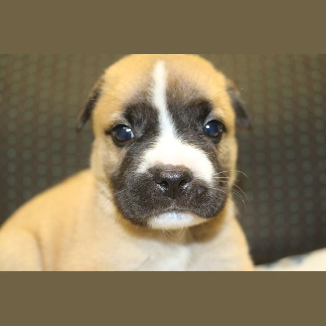 Photo of Barney
