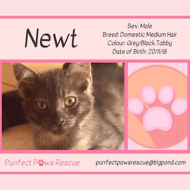 Photo of Newt