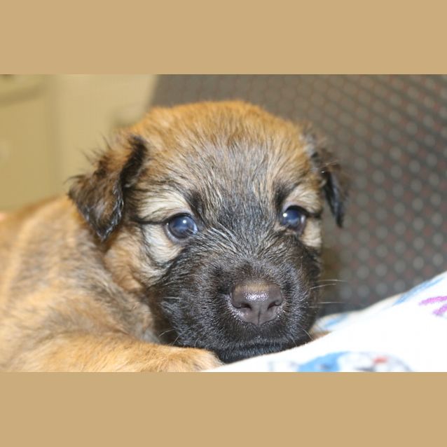 Photo of Baloo
