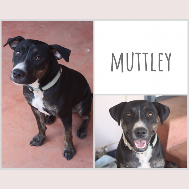 Photo of Muttley