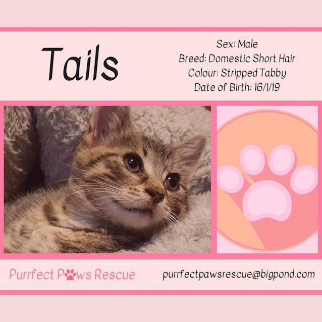 Photo of Tails