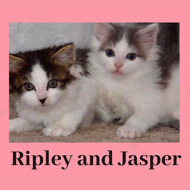 Photo of Ripley And Jasper