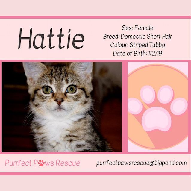 Photo of Hattie