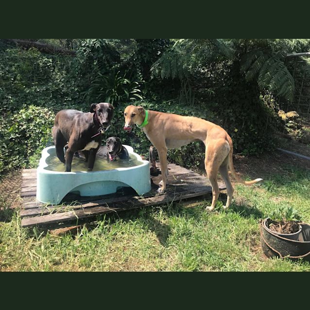 Photo of Cindy (In Foster)