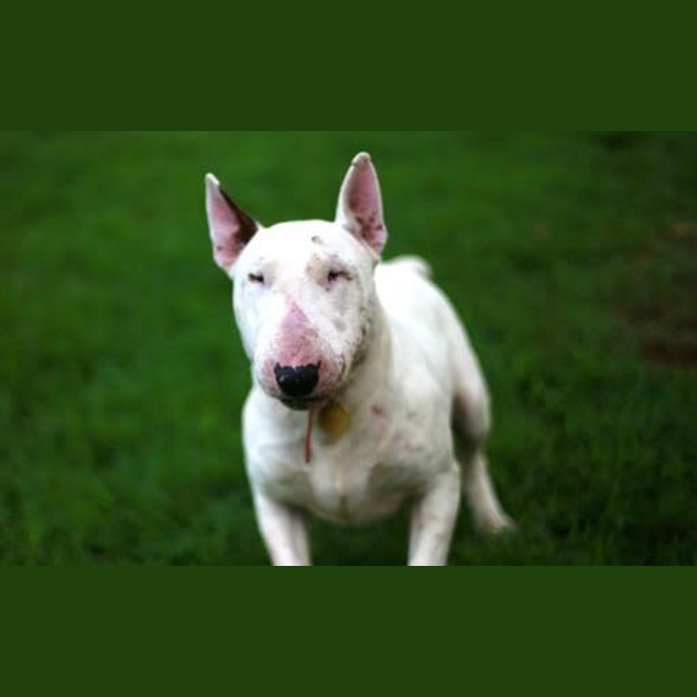 Photo of Tank   Foster Carer Needed