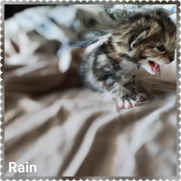 Photo of Rain Pickett