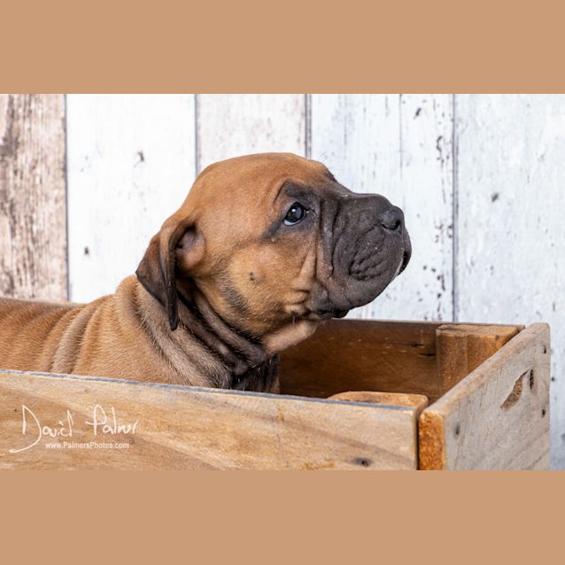 Photo of Puppy Florence Dl2356