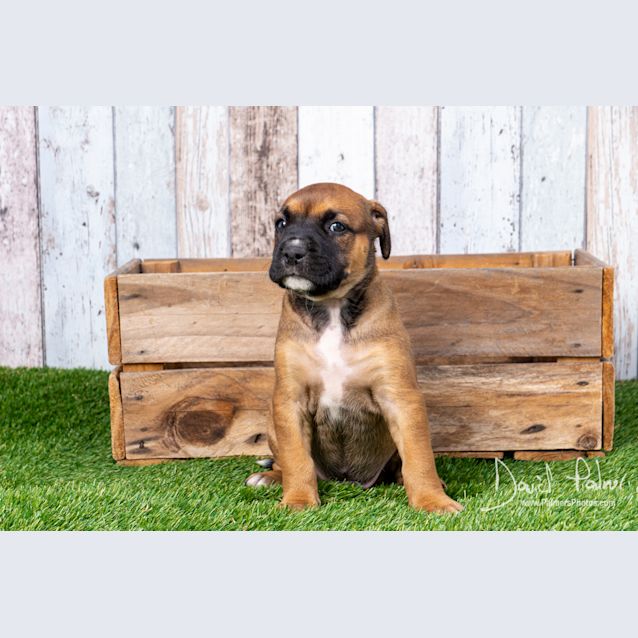 Photo of Puppy Chad Dl2362