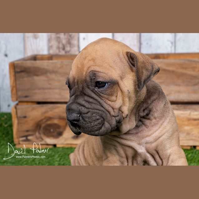 Photo of Puppy Harold Dl2358