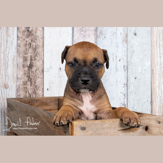 Photo of Puppy Marlo Dl2359