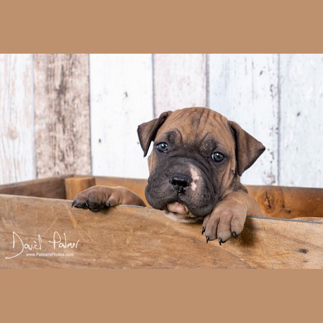 Photo of Puppy James Dl2363