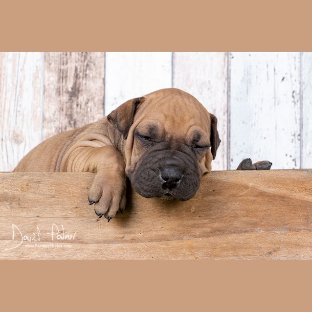 Photo of Puppy Goose Dl2364