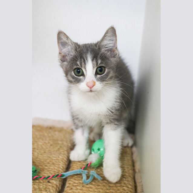 Photo of Coco