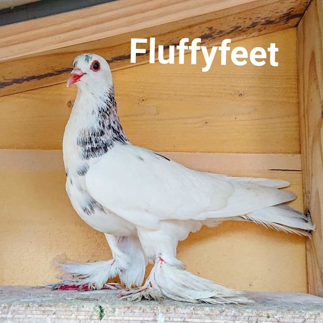 Photo of Fluffyfeet