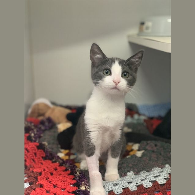 Photo of Marshmellow