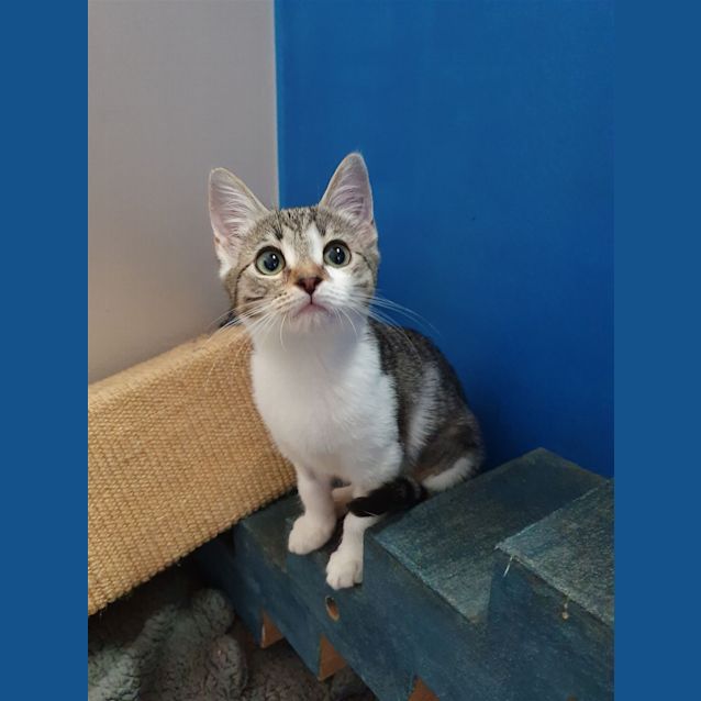 Photo of Trix