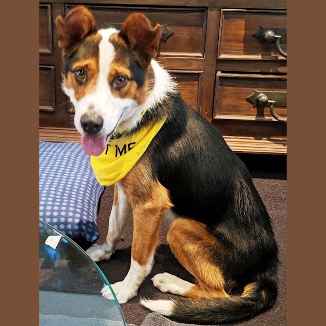 Photo of Bear ~ Kelpie X, 18 Months