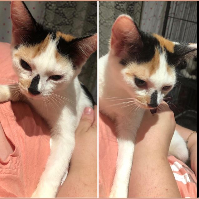 Photo of Puddin