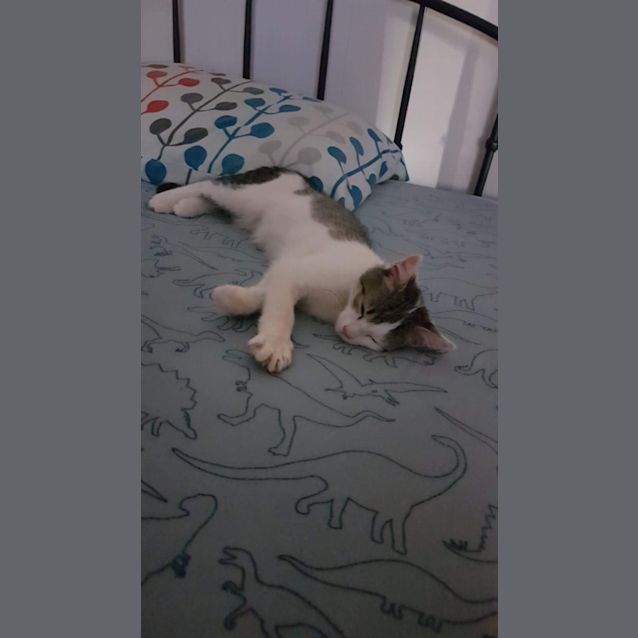 Photo of Felix