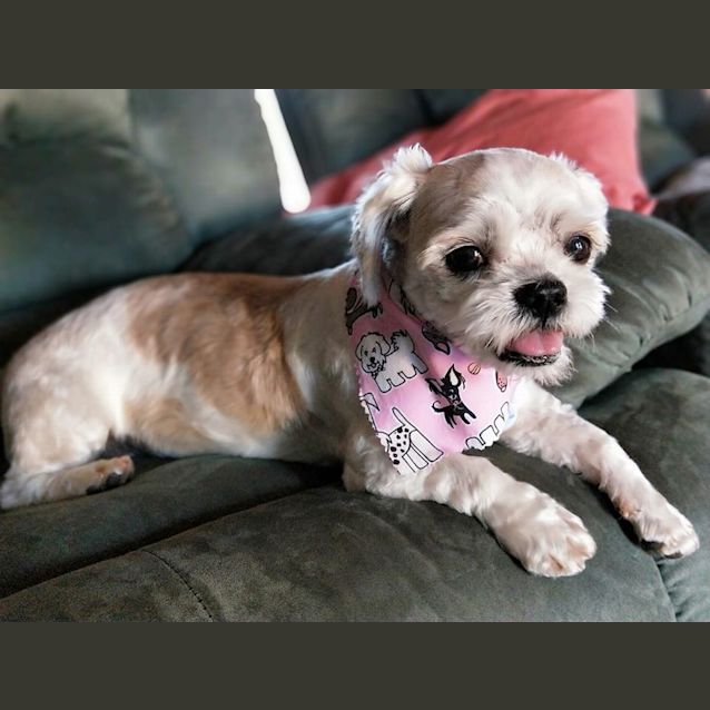 Photo of Luna Dl2381