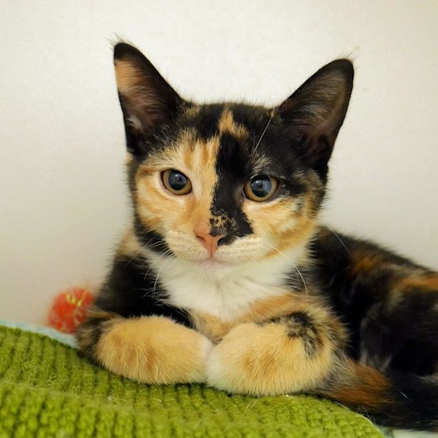 Photo of Stella Suk004681