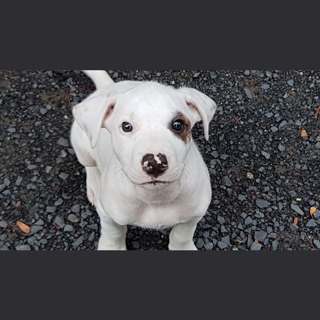Photo of Ralph