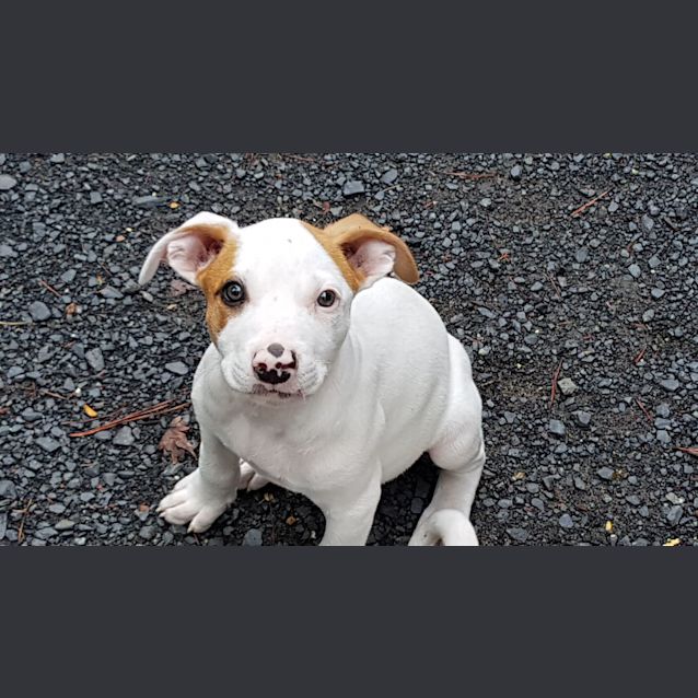 Photo of Roman