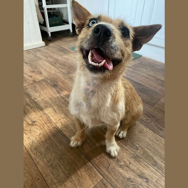 Photo of Ziva ~ Koolie X Australian Terrier, 1yo, Female