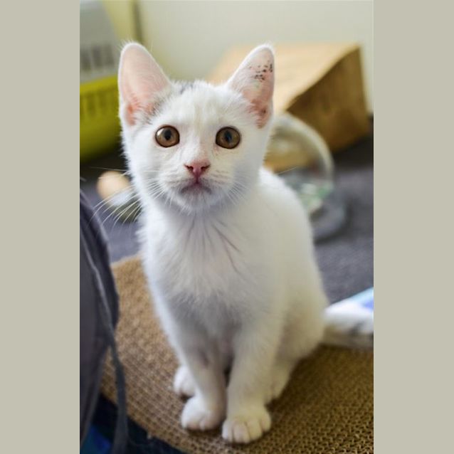 Photo of Dumpling