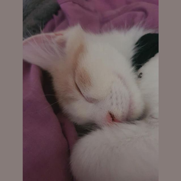 Photo of Candy 