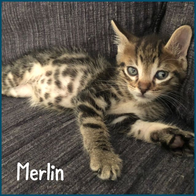Photo of Merlin