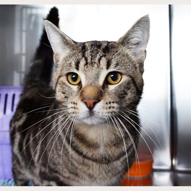Photo of Tigger