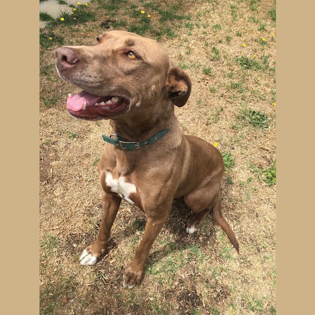 Photo of Sadie