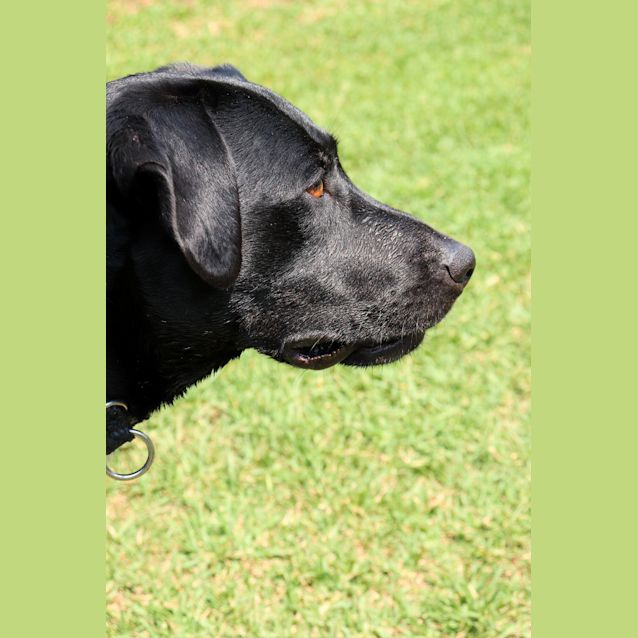 Photo of **On Trial** Cooper