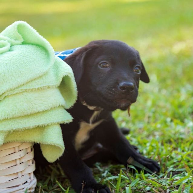 Photo of Guido ~ Bouncy Kelpie X Puppy (On Trial 23/2/20)