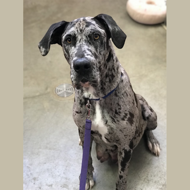 Photo of Luna