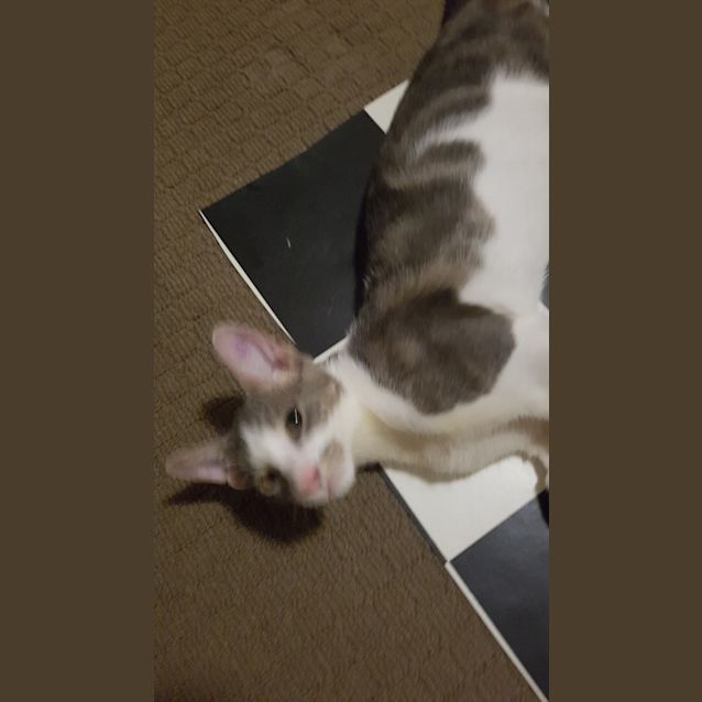 Photo of Sammy