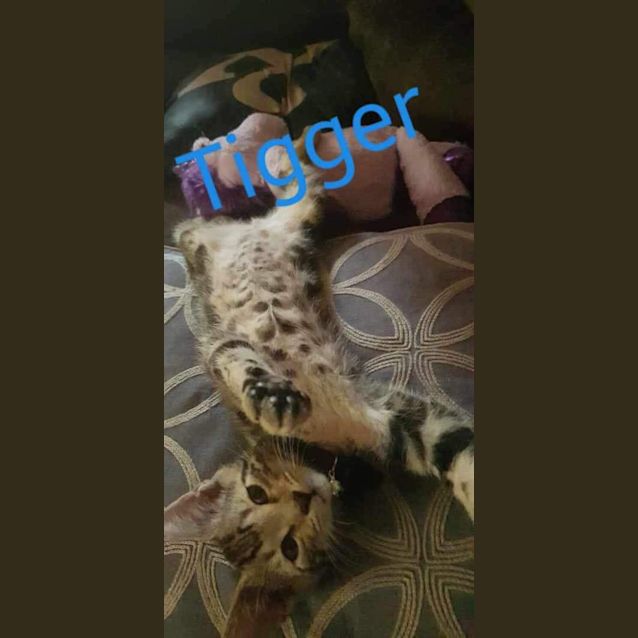 Photo of Tigger