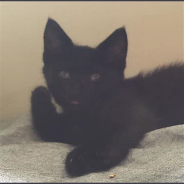 Photo of Domino