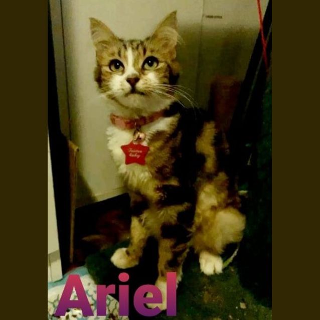 Photo of Ariel