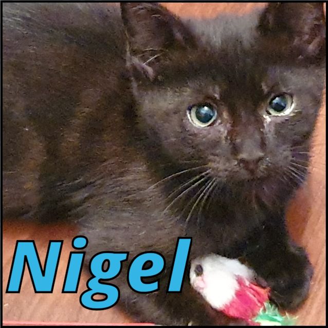 Photo of Nigel 