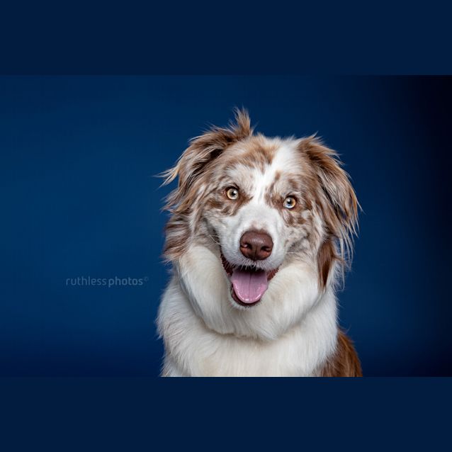Photo of Polar